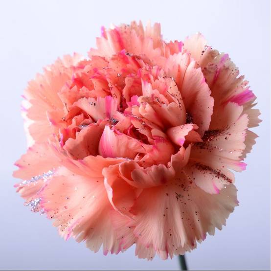 Oeillet mignardise Bailey's celebration - Dianthus plumarius - Lot de 3 - Image 1