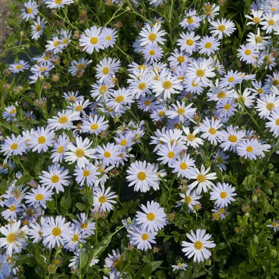 Kalimeris bleu lilas coeur jaune