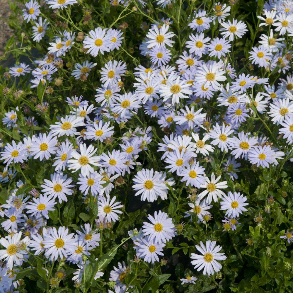 Kalimeris bleu lilas coeur jaune