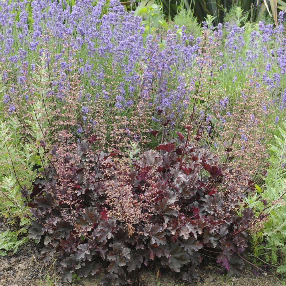Heuchère pourpre 'Palace Purple' - Image 2