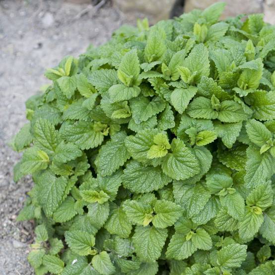 Mélisse citronnelle, le lot de 3 - Image 2