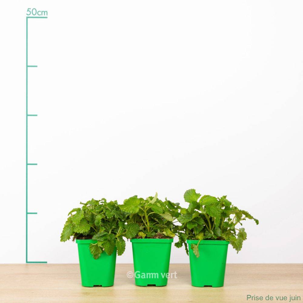 Mélisse citronnelle, le lot de 3 - Image 1