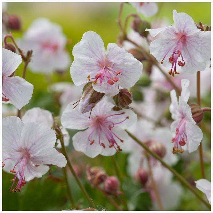 Géranium vivace 'Biokovo' - Image 3