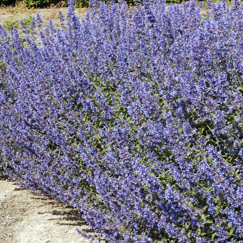 Nepeta mussinii lot de 3 - Image 5