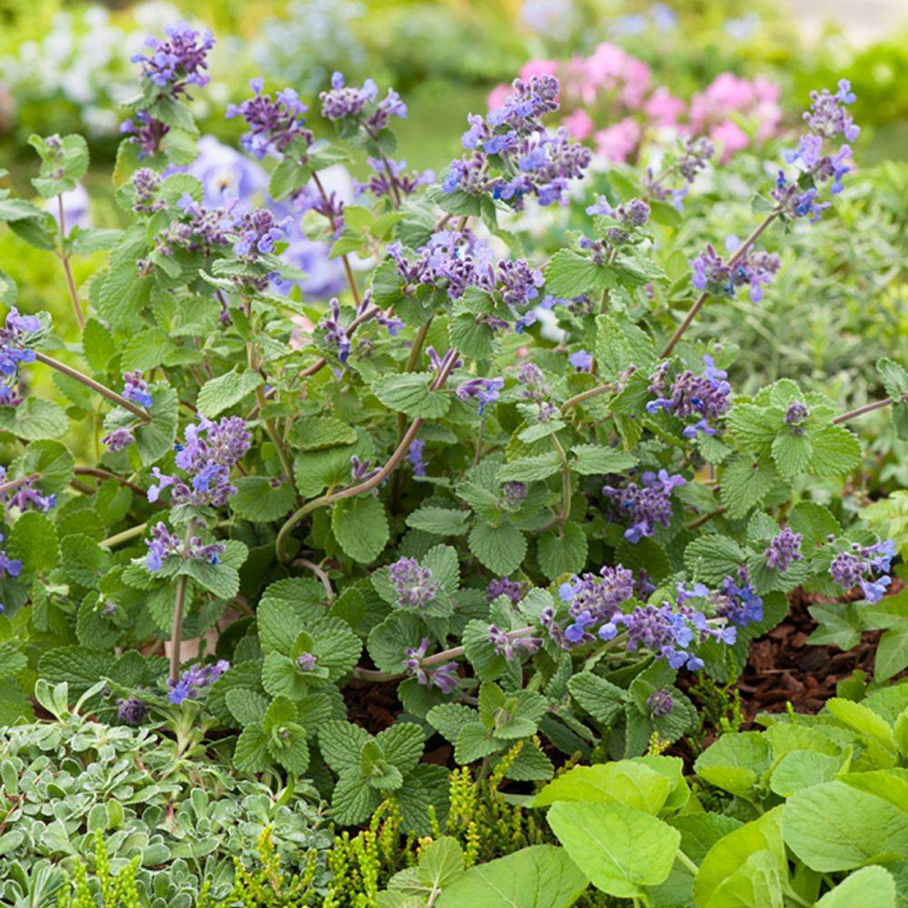 Nepeta mussinii lot de 3 - Image 7