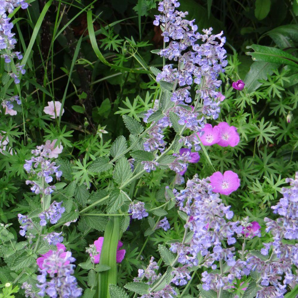 Nepeta mussinii lot de 3 - Image 2
