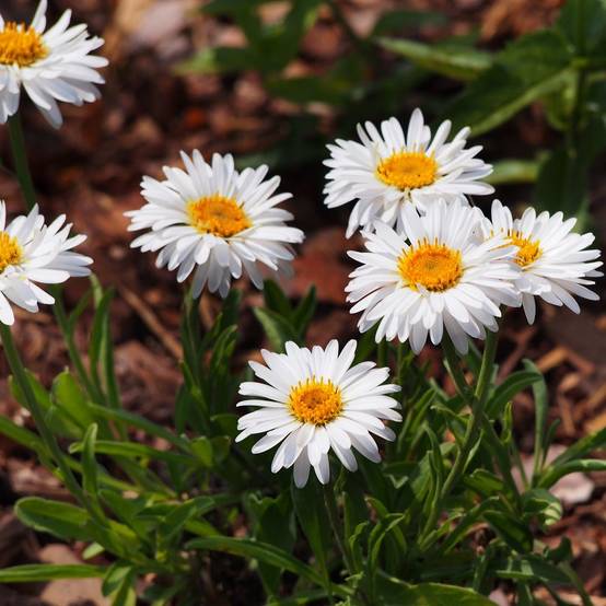 Aster nain de printemps blanc lot de 3