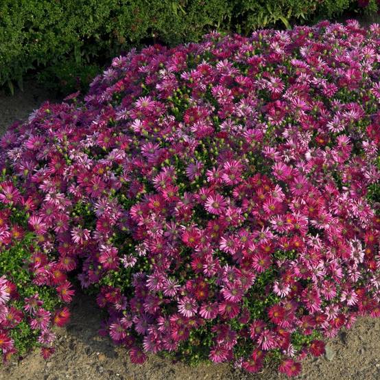Aster nain d'automne pourpre 'Alice Haslam' - Image 3