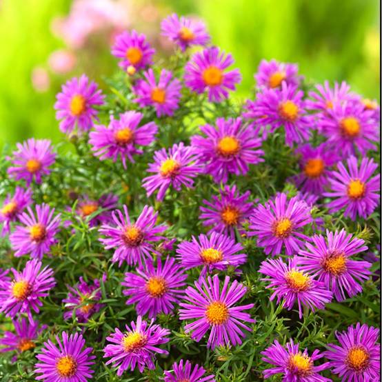 Aster nain d'automne pourpre 'Alice Haslam' - Image 1