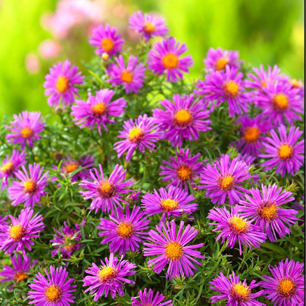 Aster nain d'automne pourpre 'Alice Haslam' - Image 1
