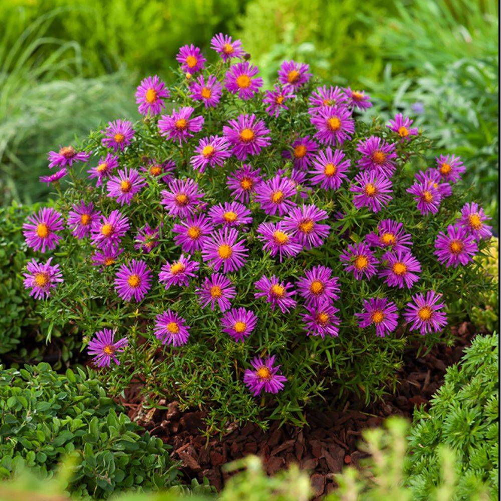Aster nain d'automne pourpre 'Alice Haslam' - Image 2