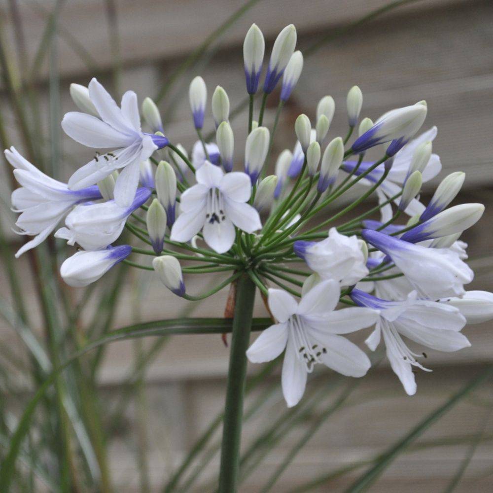 Agapanthe 'Twister' - Image 1