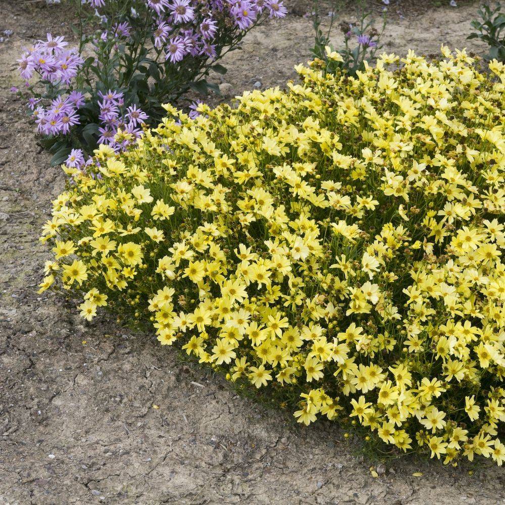 Coreopsis verticillata moonbeam