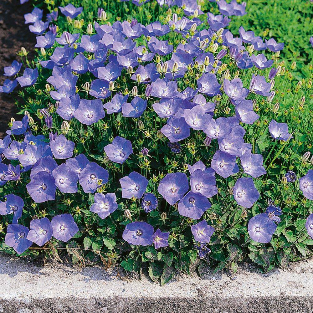 Campanula carpatica blue lot de 3 - Image 4