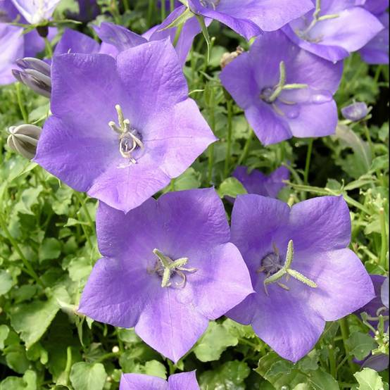Campanula carpatica blue lot de 3 - Image 3