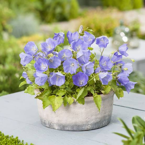Campanula carpatica blue lot de 3 - Image 2