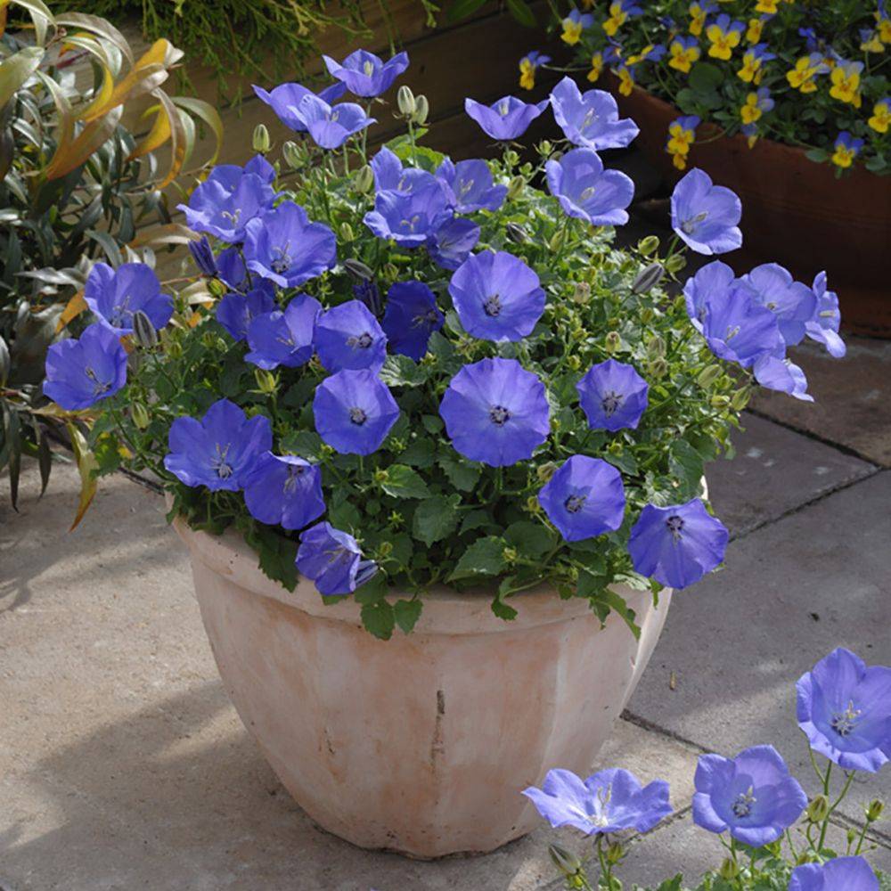 Campanula carpatica blue lot de 3 - Image 1
