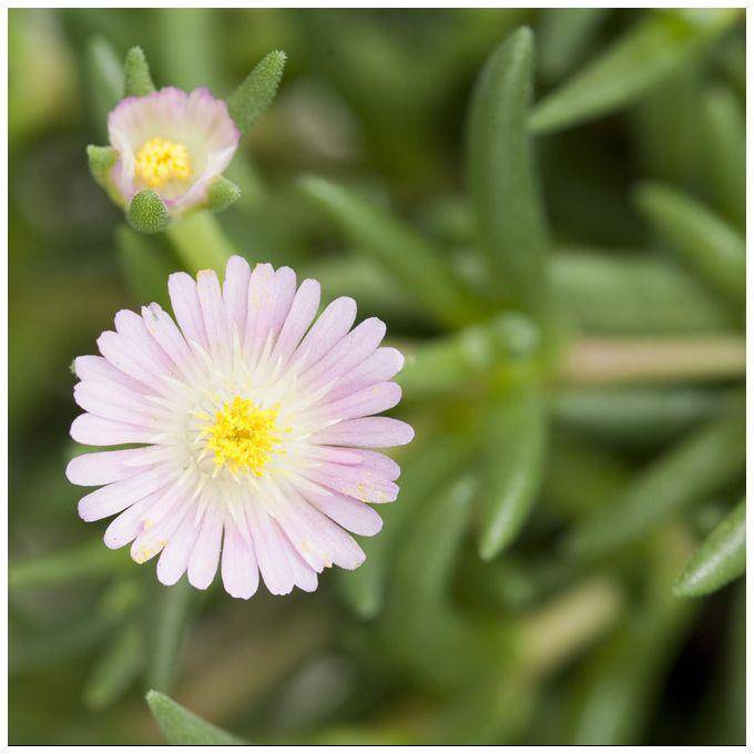 Delosperma jewel of desert rosequart - Image 1