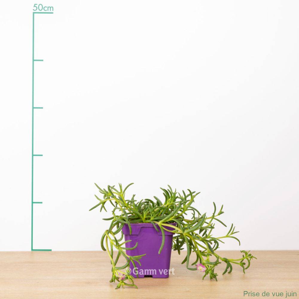 Delosperma WoW Violet Wonder ® - Image 2