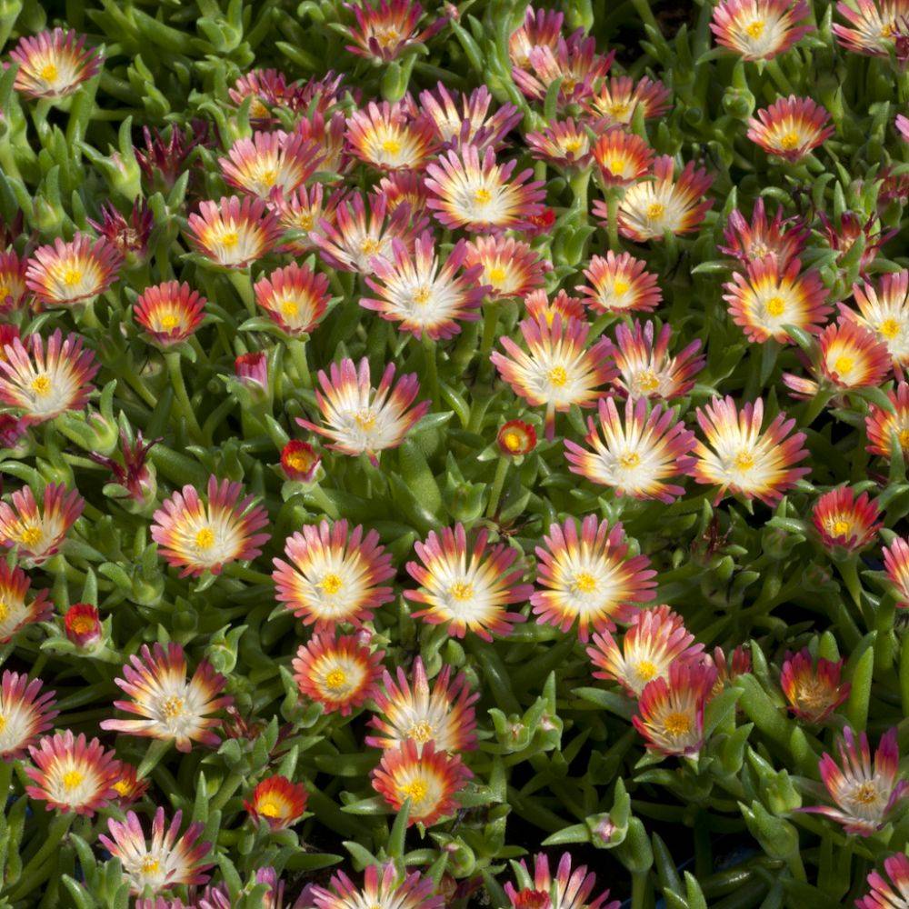 Pourpier vivace rose cerise 'Garnet' - Image 2