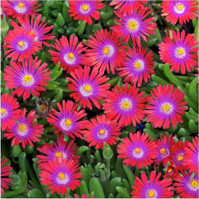 Pourpier vivace rose cerise 'Garnet'
