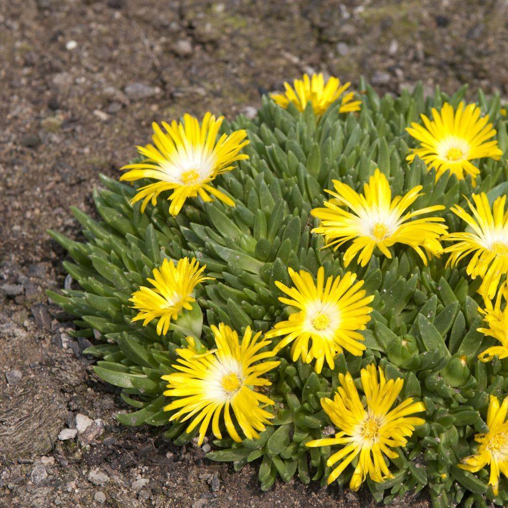 Delosperma nubigenum