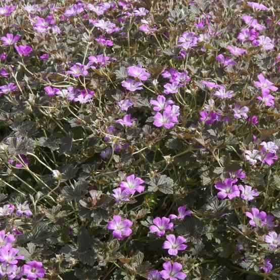 Geranium orkney cherry ®lot de 3