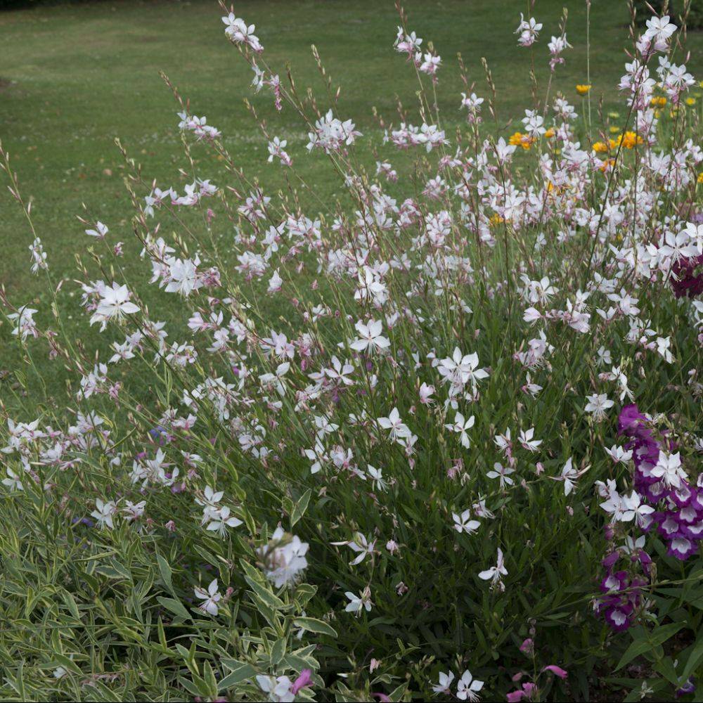 Gaura naine 'Short Form' - Image 1