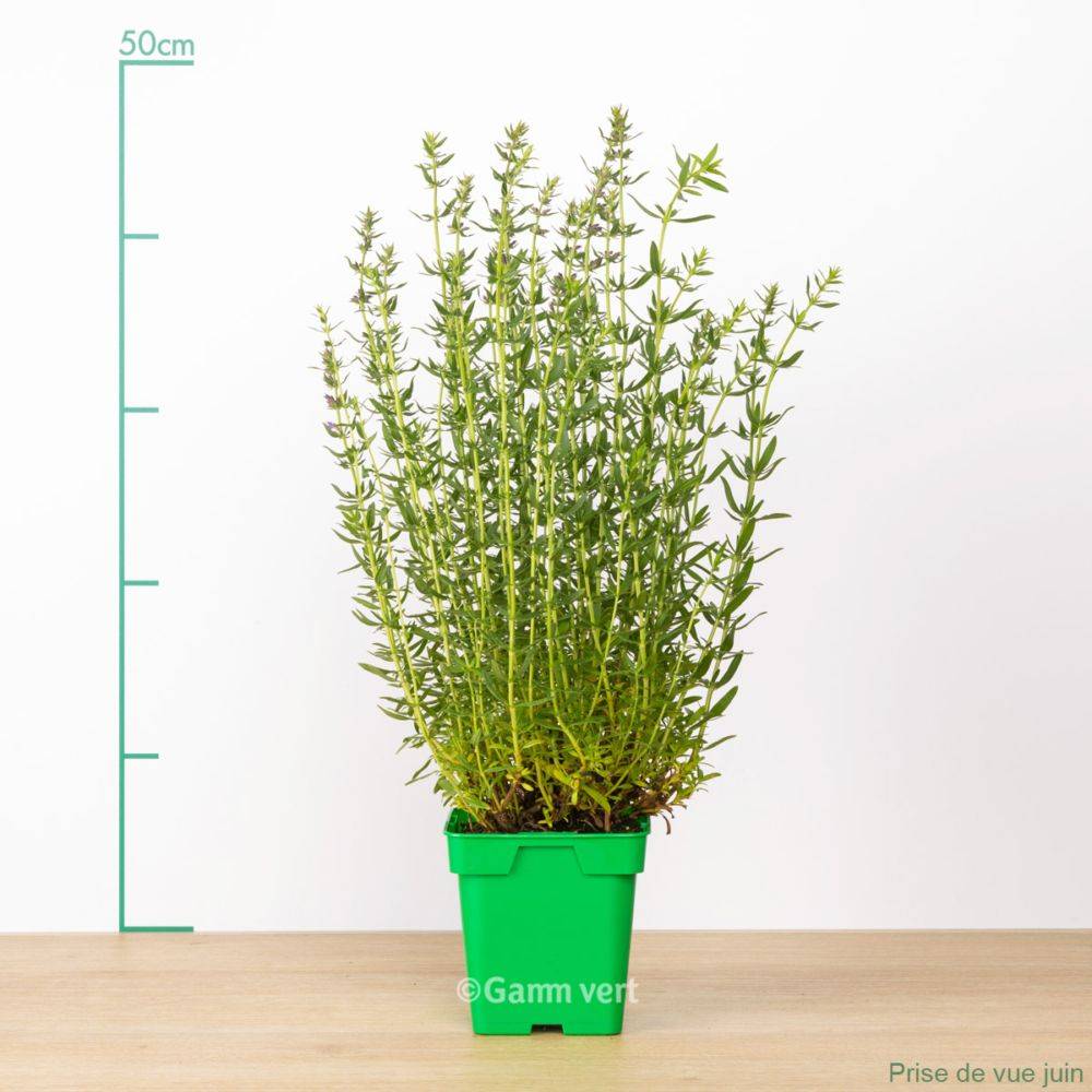 Hysope officinale - Image 1