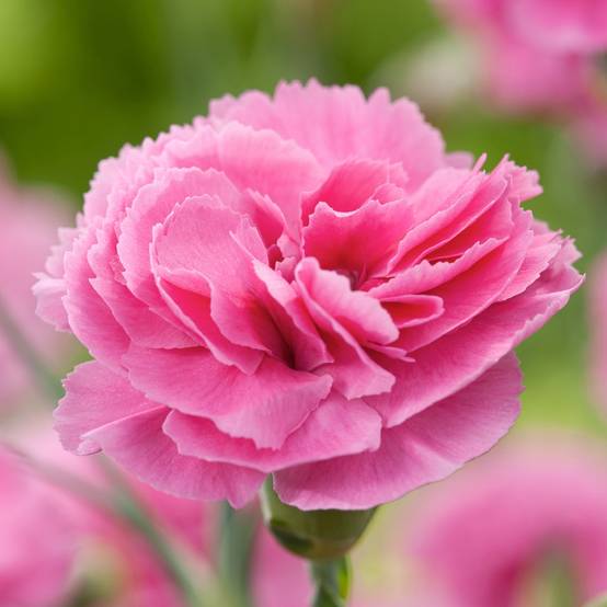 Œillet mignardise 'Valda Wyatt' - Dianthus plumarius - Image 1