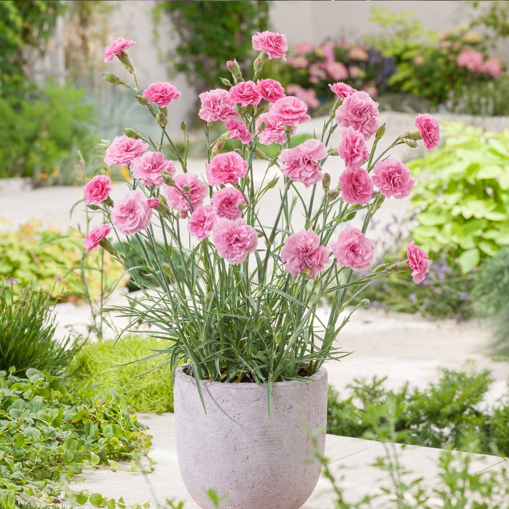 Œillet mignardise 'Valda Wyatt' - Dianthus plumarius - Image 3
