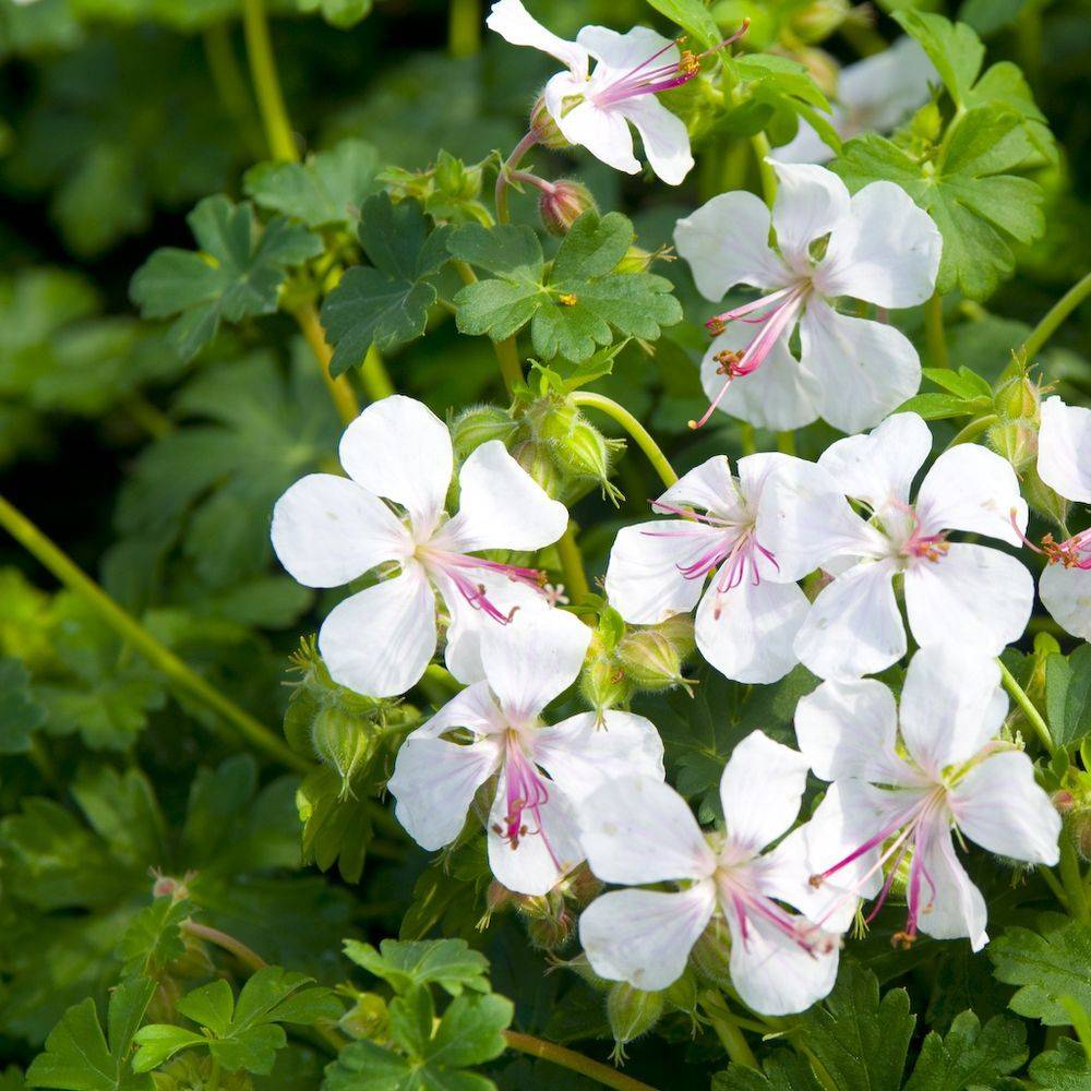 Géranium vivace 'Biokovo' lot de 3