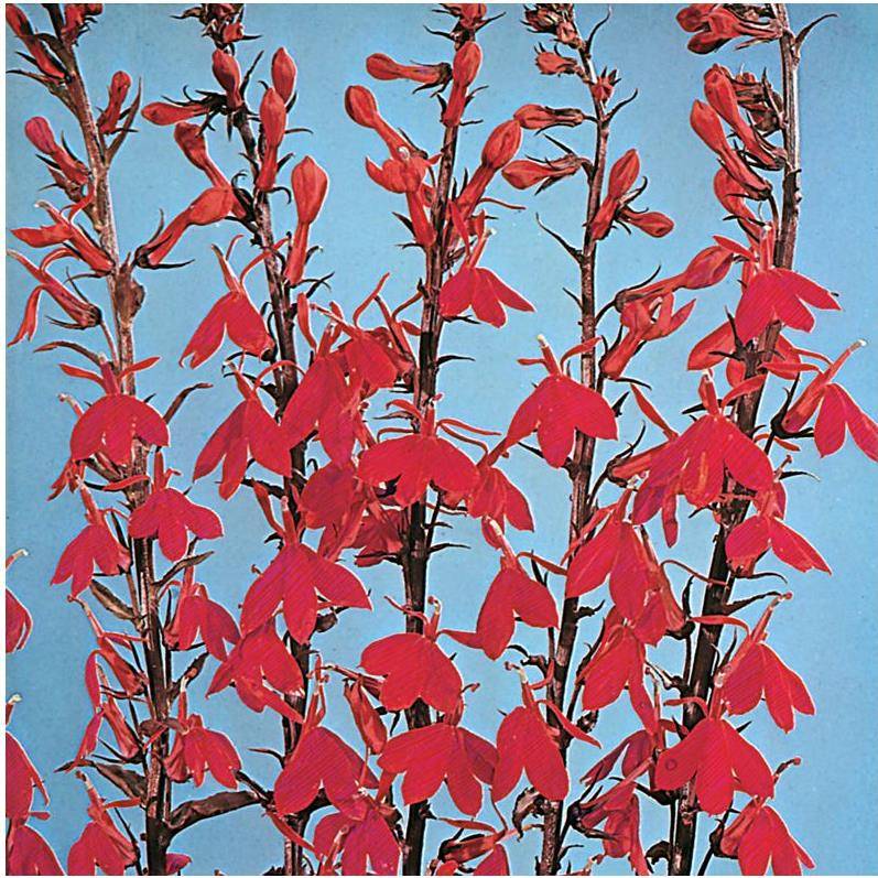 Lobélia cardinalis 'Queen Victoria'