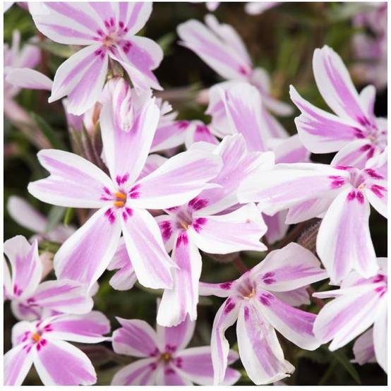 Phlox subulata candy stripes - Image 2