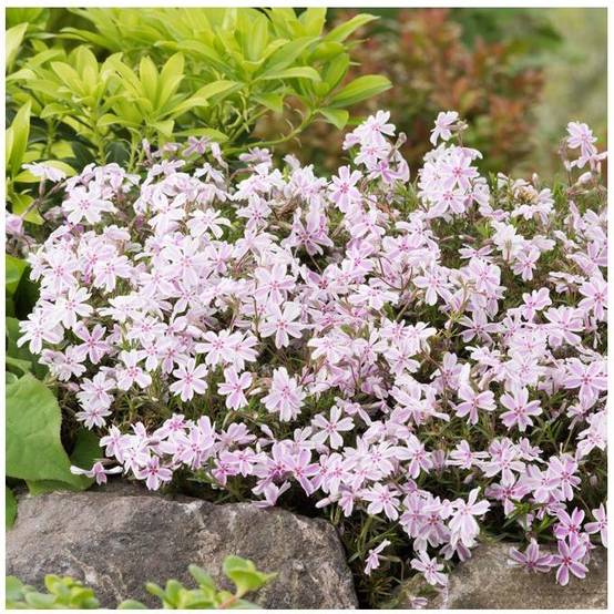 Phlox subulata candy stripes - Image 3