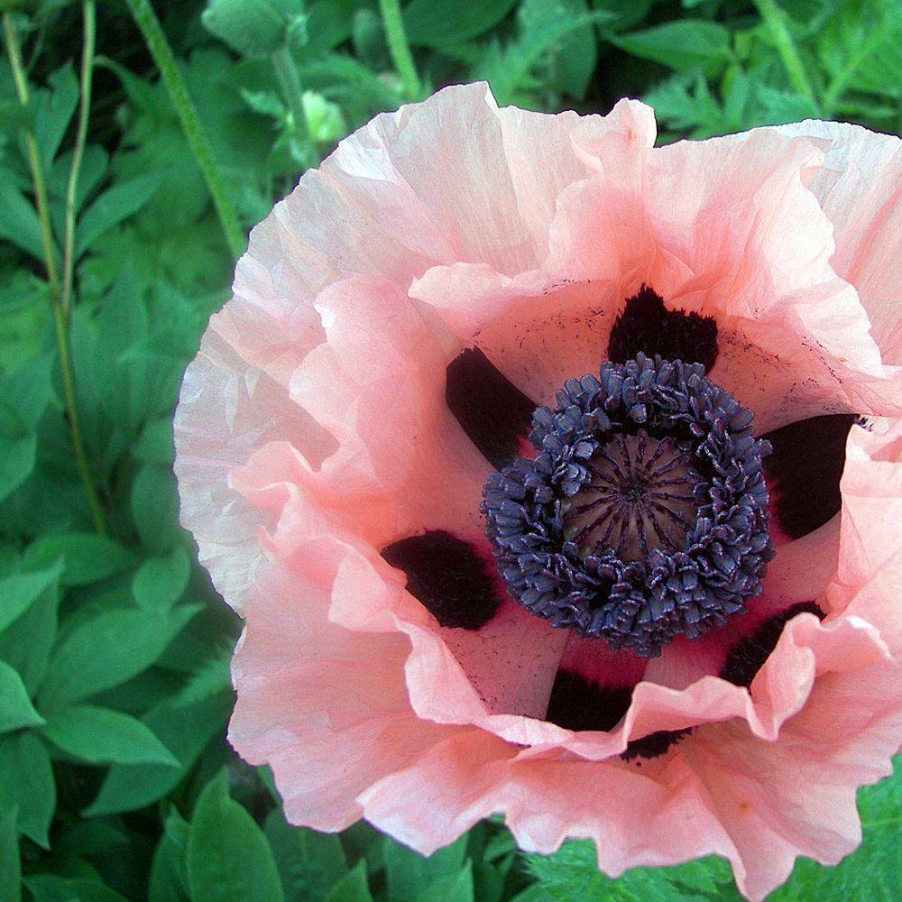 Papaver orientalis rose