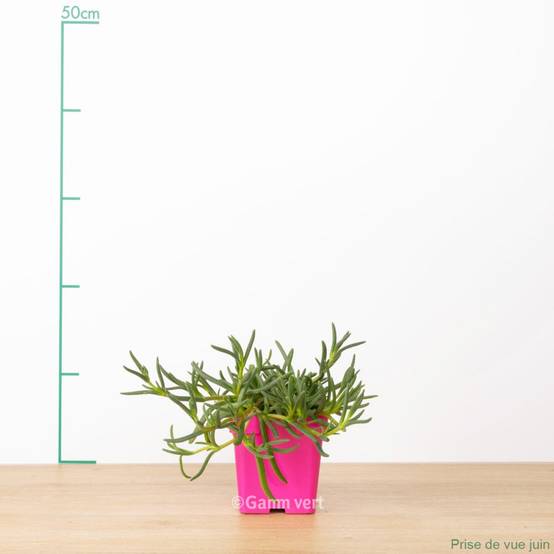 Delosperma WoW Yellow Wonder ® - Image 2