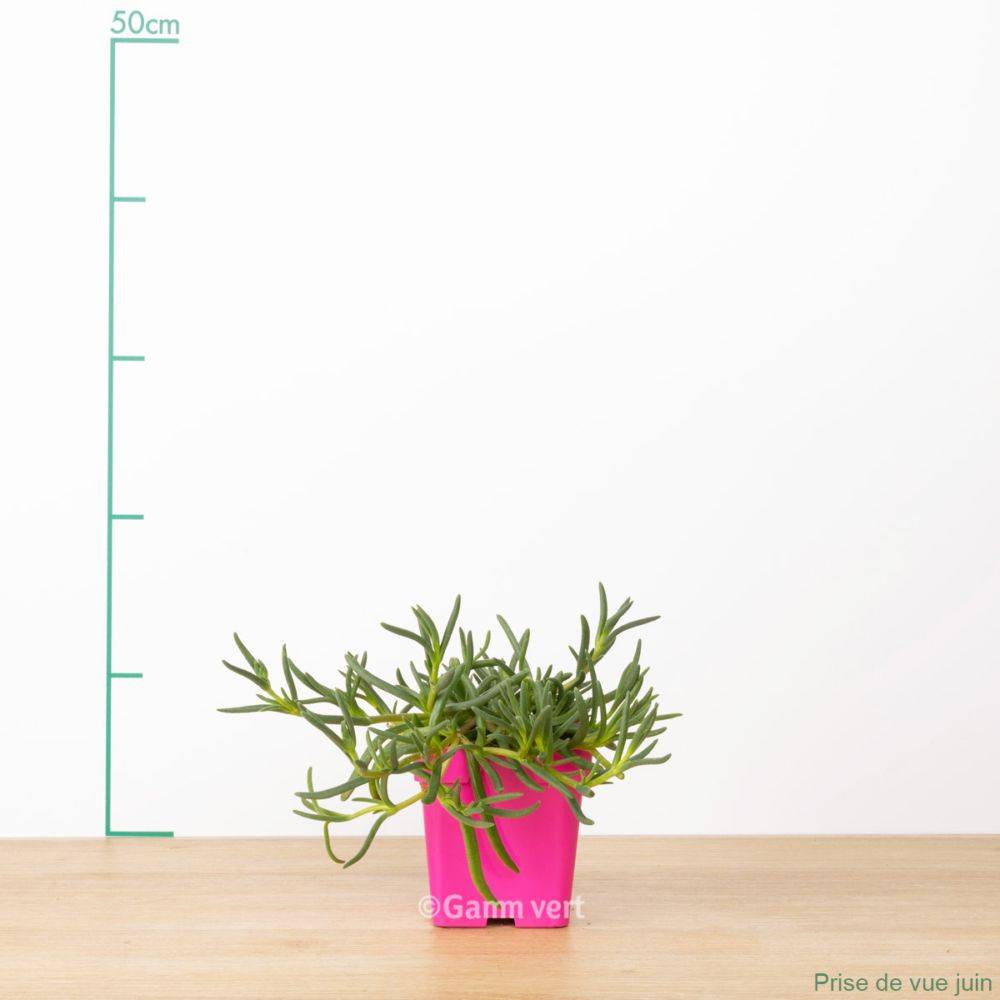 Delosperma WoW Yellow Wonder ® - Image 2