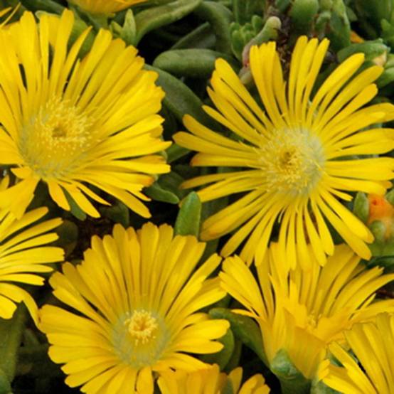 Delosperma WoW Yellow Wonder ® - Image 1