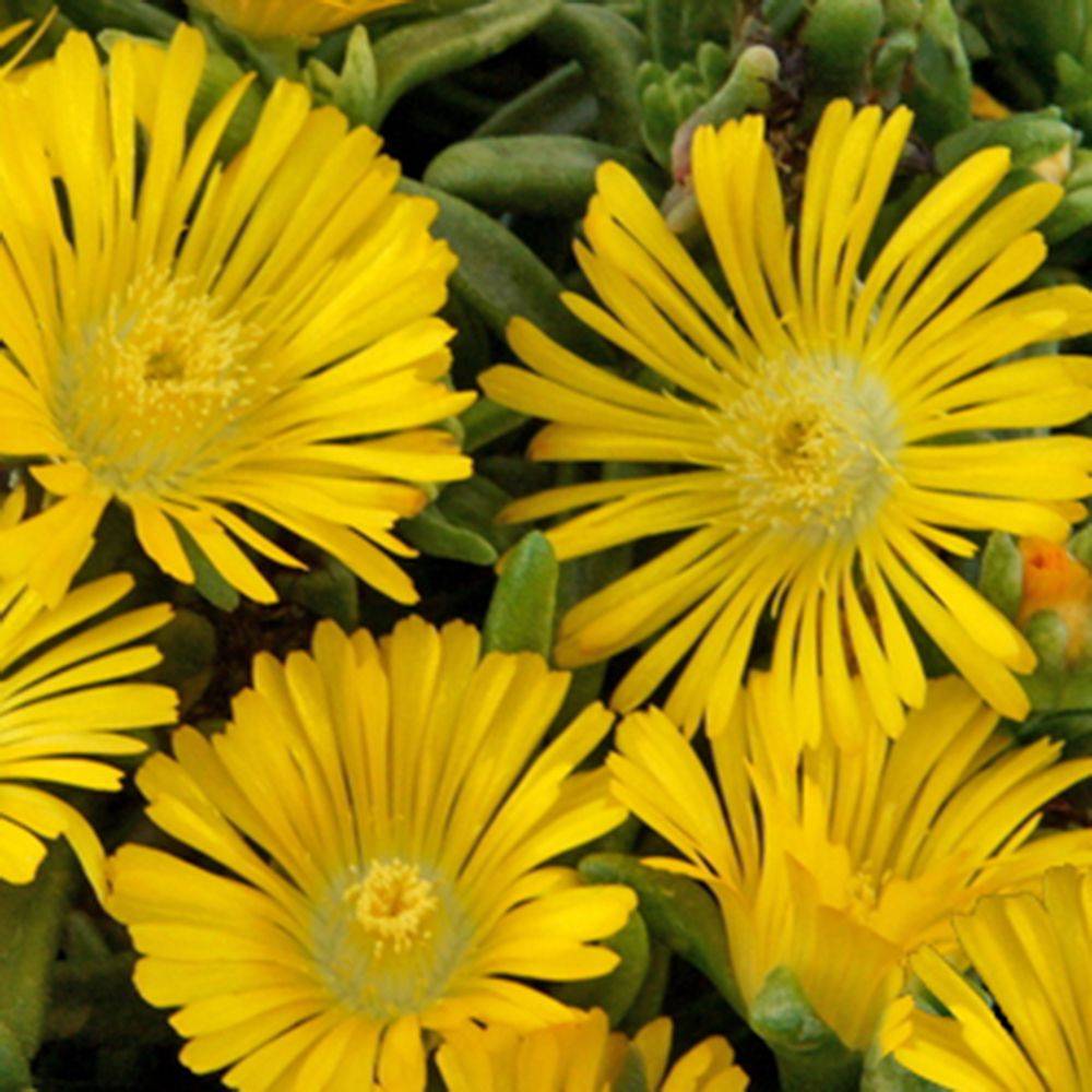 Delosperma WoW Yellow Wonder ® - Image 1