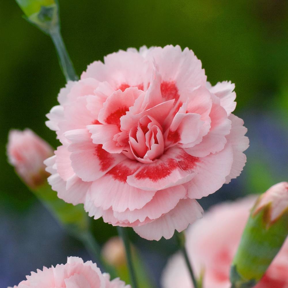 Œillet mignardise 'Doris' - Dianthus plumarius