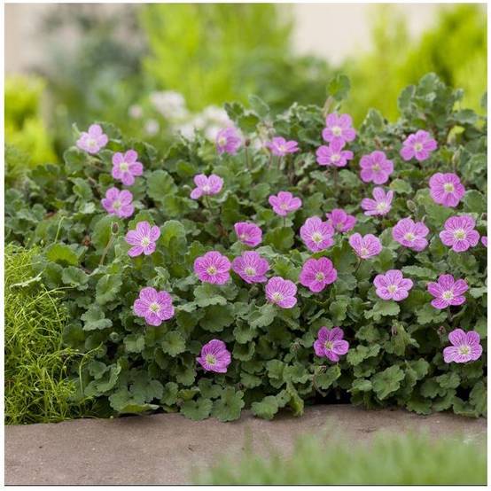 Erodium variabile bishop's form - Image 3