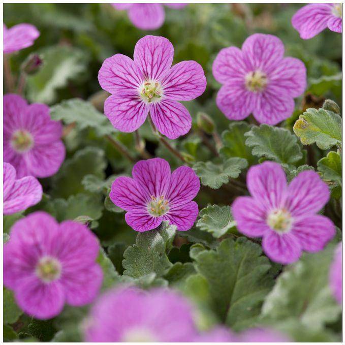 Erodium variabile bishop's form - Image 1