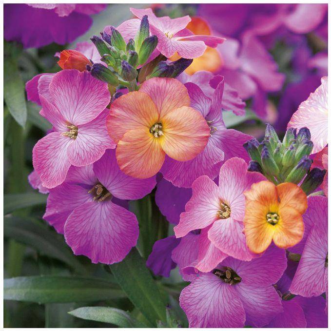Giroflée 'Winter Orchid' - Erysimum lot de 3 - Image 1