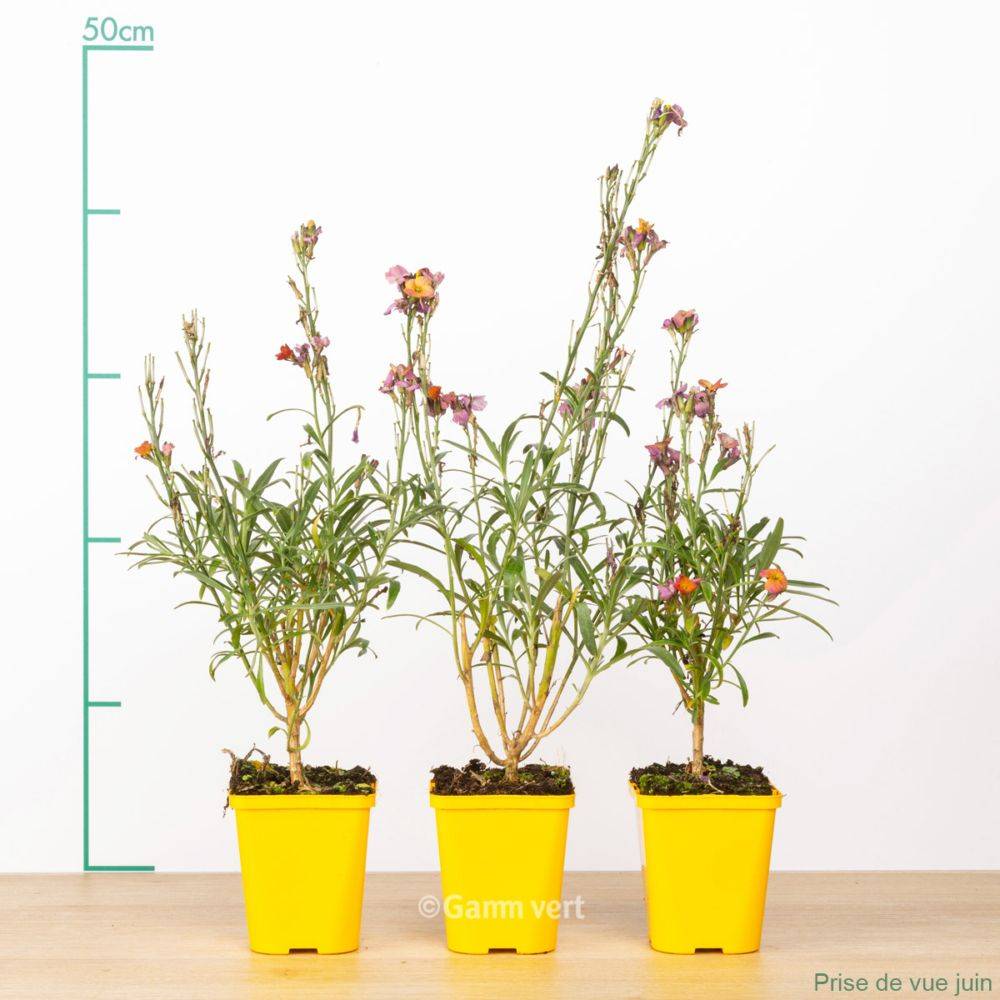 Giroflée 'Winter Orchid' - Erysimum lot de 3 - Image 2