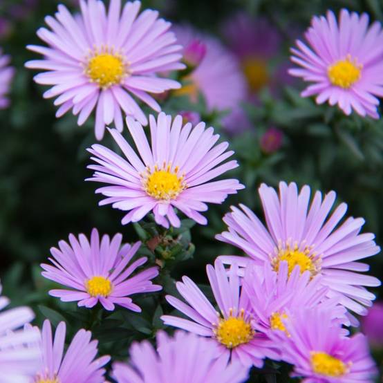 Aster nain de printemps 'Happy End' lot de 3