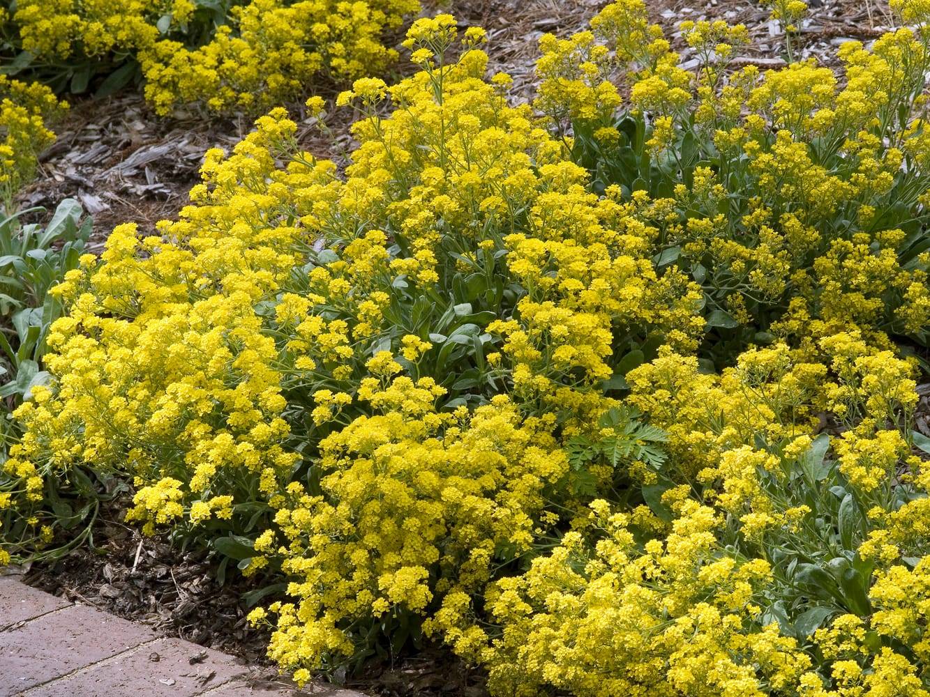 Aurinia saxatilis - Corbeille d'Or