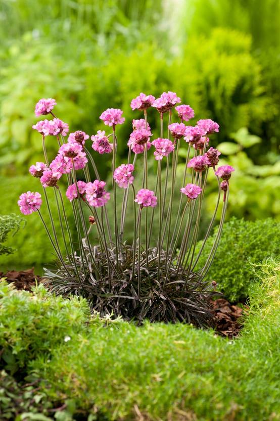 Armeria maritima 'Vesuvius' - Gazon d'Espagne