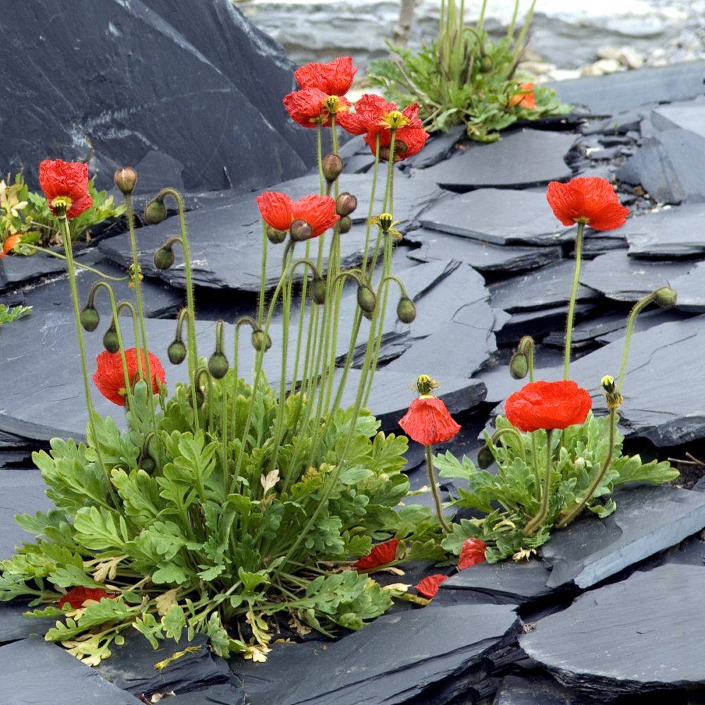 Pavot d'Islande - Papaver nudicaule lot de 3 - Image 5