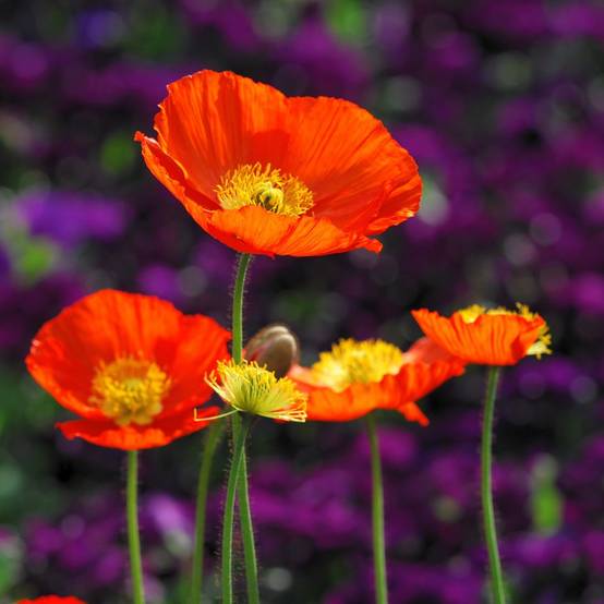 Pavot d'Islande - Papaver nudicaule lot de 3 - Image 1